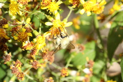 Bombus sonani
