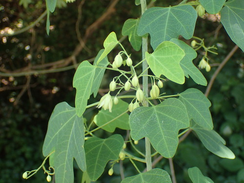 Adenia cissampeloides