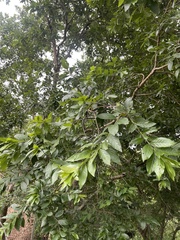 Combretum erythrophyllum