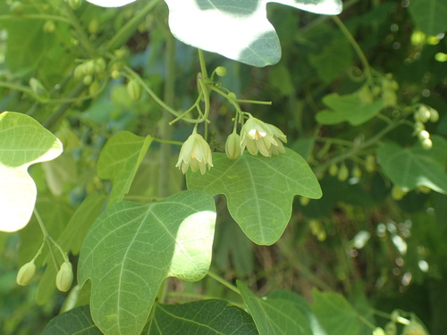 Adenia cissampeloides
