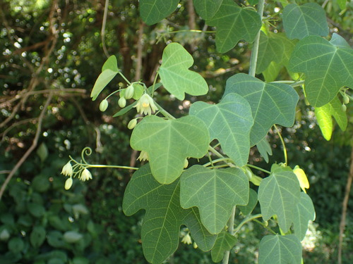 Adenia cissampeloides