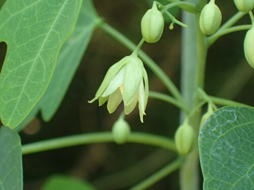 Adenia cissampeloides