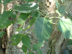 Cordia caffra