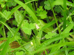 Diasemia