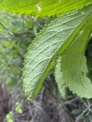 Cyphostemma