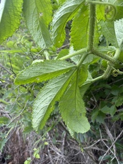 Cyphostemma