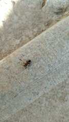 Tropidothorax sternalis