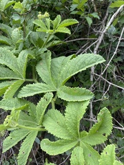 Cyphostemma