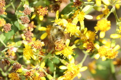 Bombus sonani