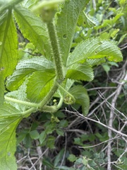 Cyphostemma