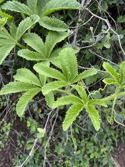 Cyphostemma