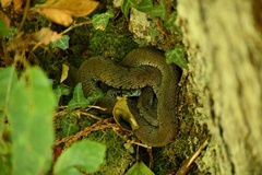 Natrix astreptophora