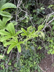 Cyphostemma