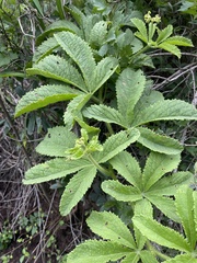 Cyphostemma