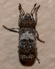 Ozotomerus bipunctatus