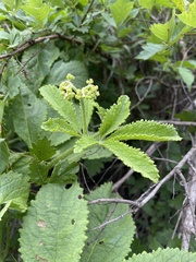 Cyphostemma