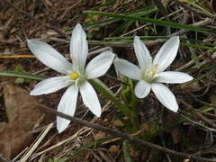 Ornithogalum