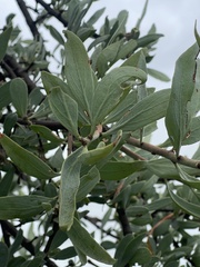Agelanthus natalitius