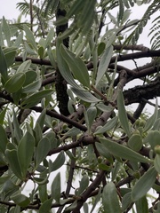 Agelanthus natalitius