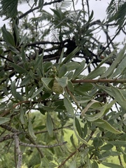 Agelanthus natalitius