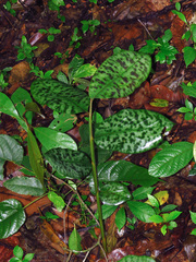 Etlingera brevilabrum