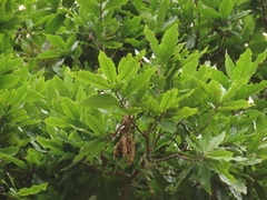 Quercus humboldtii