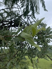 Agelanthus natalitius