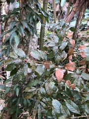Lithocarpus konishii