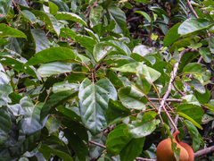 Pterygota alata