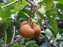 Pterygota alata