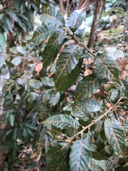 Lithocarpus konishii
