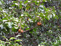 Pterygota alata
