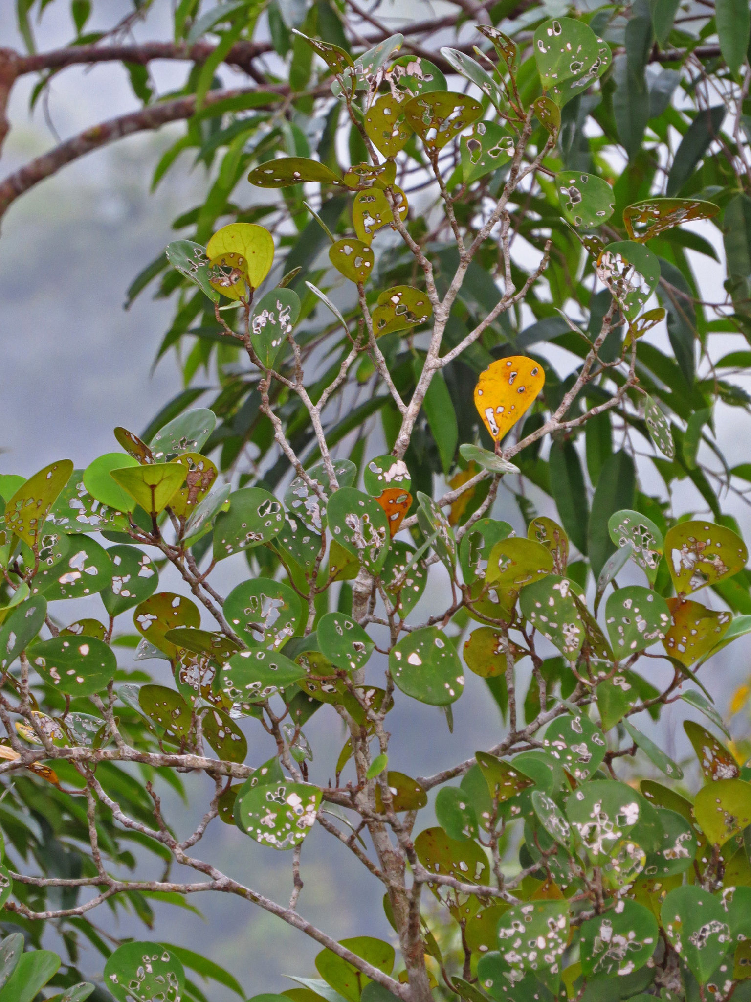 Ficus deltoidea