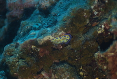 Goniobranchus