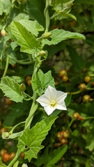 Convolvulus crenatifolius