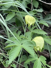 Dalechampia capensis
