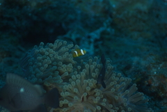 Amphiprion chrysopterus