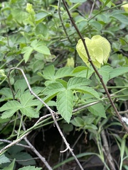 Dalechampia capensis