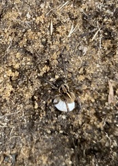 Artoriopsis