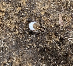 Artoriopsis