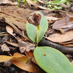 Chiloglottis valida