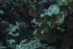 Hypselodoris imperialis