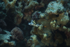 Hypselodoris imperialis