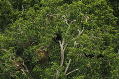 Alouatta pigra