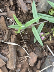 Polygala sphenoptera