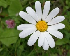 Leucanthemum vulgare