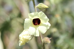 Hibiscus diversifolius