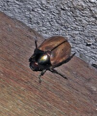 Anomala testaceipennis