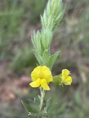 Pearsonia aristata