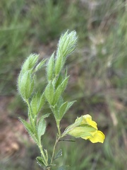 Pearsonia aristata